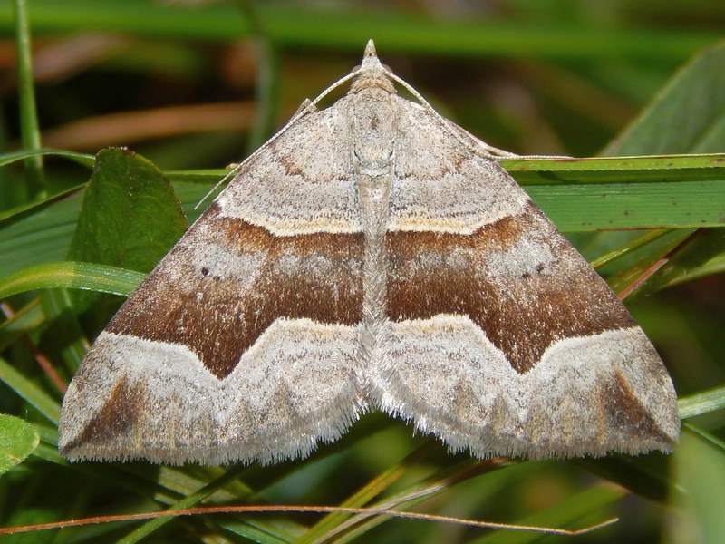 Geometridae da ID1